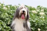 BEARDED COLLIE 012